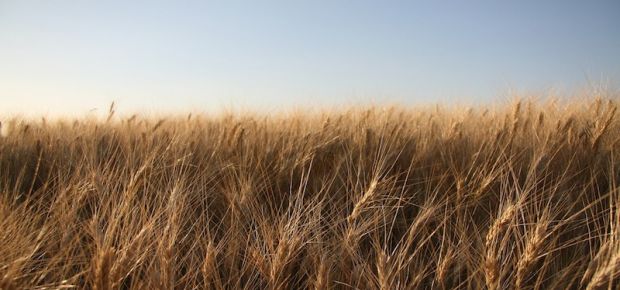 Crops